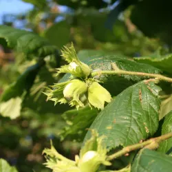 Hassel - Corylus avellana 30-50cm 10-pack