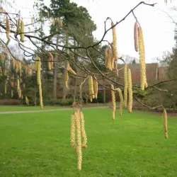Hassel - Corylus avellana 30-50cm 10-pack