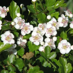 Trubbhagtorn - Crataegus monogyna 50-80cm 10-pack