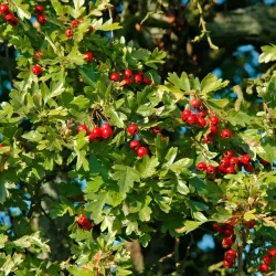 Trubbhagtorn - Crataegus monogyna 50-80cm 10-pack