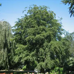Bok - Fagus sylvatica 50-80cm 10-pack
