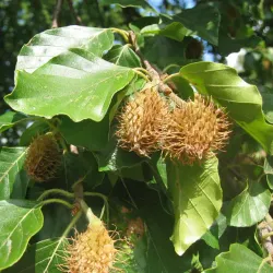 Bok - Fagus sylvatica 50-80cm 10-pack