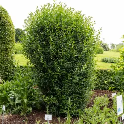 Liguster - Ligustrum vulgare 50-80cm 10-pack