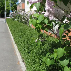 Liguster - Ligustrum vulgare 50-80cm 10-pack