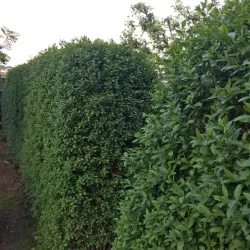 Vinterliguster - Ligustrum vulgare var. italicum 'Atrovirens' 50-80cm 10-pack