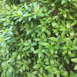 Vinterliguster - Ligustrum vulgare var. italicum 'Atrovirens' 50-80cm 10-pack