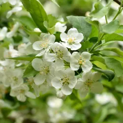Bukettapel - Malus toringo var. sargentii 30-50cm 10-pack
