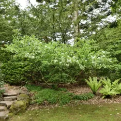 Bukettapel - Malus toringo var. sargentii 30-50cm 10-pack