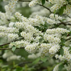 Hägg - Prunus padus 50-80cm 10-pack