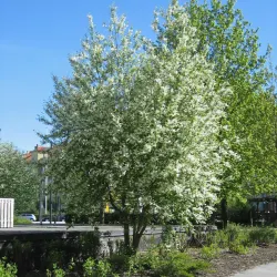 Hägg - Prunus padus 50-80cm 10-pack