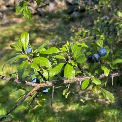 Slån - Prunus spinosa 50-80cm 10-pack