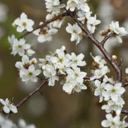 Slån - Prunus spinosa 50-80cm 10-pack