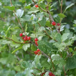 Måbär - Ribes alpinum 30-50cm 10-pack