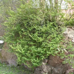 Måbär - Ribes alpinum 30-50cm 10-pack