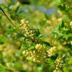 Måbär - Ribes alpinum 'Schmidt' 30-50cm