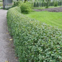 Måbär - Ribes alpinum 'Schmidt' 30-50cm