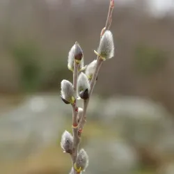 Sälg - Salix caprea 40-65cm 10-pack