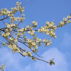 Sälg - Salix caprea 40-65cm 10-pack