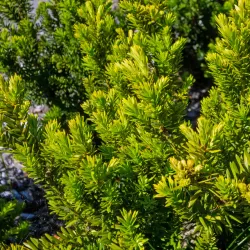 Hybrididegran - Taxus x media 'Hillii' C2 20-30cm 1-pack