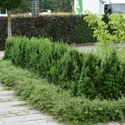 Hybrididegran - Taxus x media 'Hillii' C2 20-30cm 1-pack