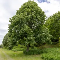 Skogslind - Tilia cordata 30-50cm 10-pack