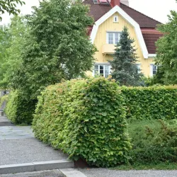 Skogslind - Tilia cordata 30-50cm 10-pack