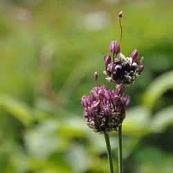 Skogslök - Allium scorodoprasum