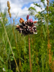Skogslök - Allium scorodoprasum