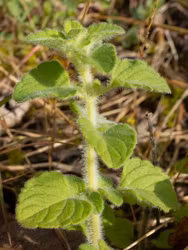 Stenkyndel - Clinopodium nepeta