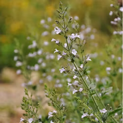Stenkyndel - Clinopodium nepeta