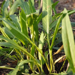 Spenatskräppa - Rumex patientia