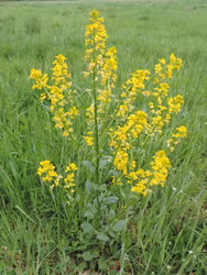 Sommargyllen - Barbarea vulgaris