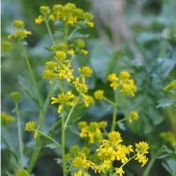 Sommargyllen - Barbarea vulgaris