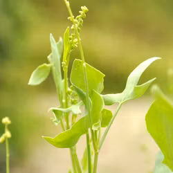 Sköldsyra - Rumex scutatus