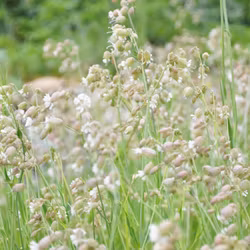 Smällglim - Silene vulgaris