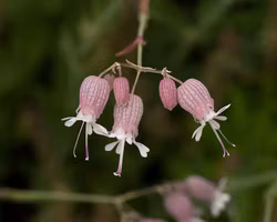 Smällglim - Silene vulgaris