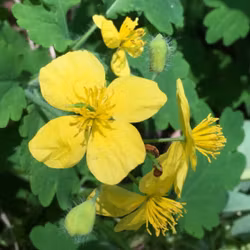 Skelört - Chelidonium majus