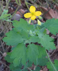 Skelört - Chelidonium majus