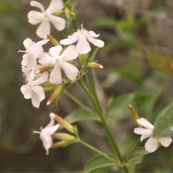 Såpnejlika - Saponaria officinalis
