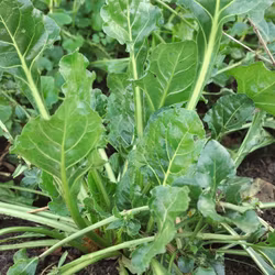 Strandbeta - Beta vulgaris subsp. Maritima