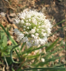 Sibirisk kantlök - Allium nutans x