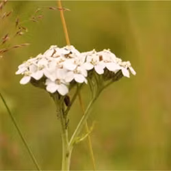Rölleka - Achillea millefolium