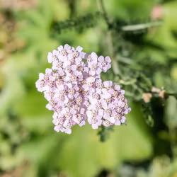 Rölleka - Achillea millefolium
