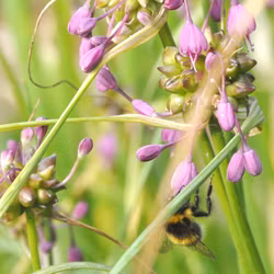 Rosenlök - Allium carinatum
