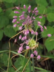 Rosenlök - Allium carinatum