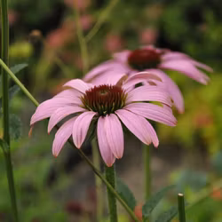 Röd solhatt - Echinacea purpurea