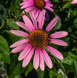 Röd solhatt - Echinacea purpurea