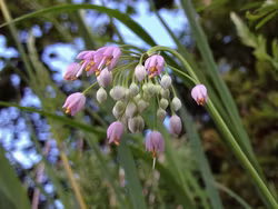Prärielök - Allium cernuum