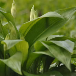 Ramslök - Allium ursinum