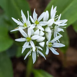 Ramslök - Allium ursinum